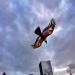 Un cerf-volant en forme d