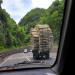 Un camion transporte des bambous dcoups sur une route entoure de foret de bambou.