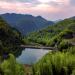 Foret de bambou exploite par le gouvernement chinois dans le province du Zhejiang.