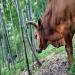 Un boeuf est accroch  un bambou dans une fort de bambou dans la province du Zhejiang.