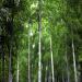 Foret de bambou exploites par le gouvernement chinois dans le province du Zhejiang.