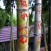 Foret de bambou exploites par le gouvernement chinois dans le province du Zhejiang. Les inscriptions sur les tiges de bambou reprsentent le nom de l