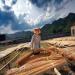 Un ouvrier ramasse des tiges de bambou qui vont servir a fabriquer des baguettes jetables pour la restauration aprs schage dans la province de Zhejiang. Certains producteurs de la rgion ont t accus d