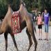 Un couple de touristes chinois mangent des brochettes de calamars en regardant un chameau destin au tourisme sur la plage de Xiamen. Avec le niveau de vie qui augmente et les congs pays qui rallongent, les chinois commencent  profiter des loisirs comme la plage qui leurs taient inconnus jusqu